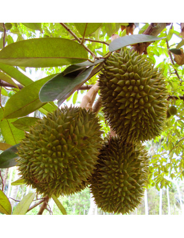 Durian ''Monthong'' (Durio zibethinus) Injerto...