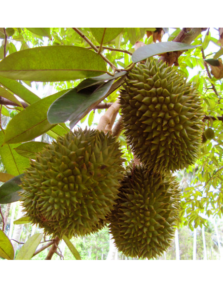Durian fruit tree ''Monthong'' (Durio zibethinus) Order online durio trees from Mexico