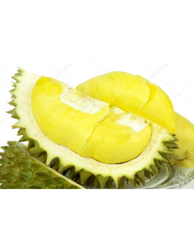 Durian ''Monthong'' (Durio zibethinus) Injerto...
