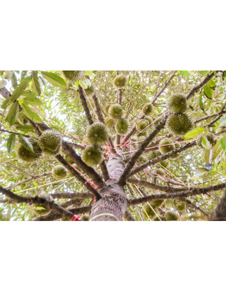 Durian fruit tree ''Monthong'' (Durio zibethinus) Order online durio trees from Mexico