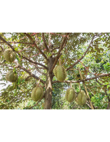 Durian ''Monthong'' (Durio zibethinus) Injerto...