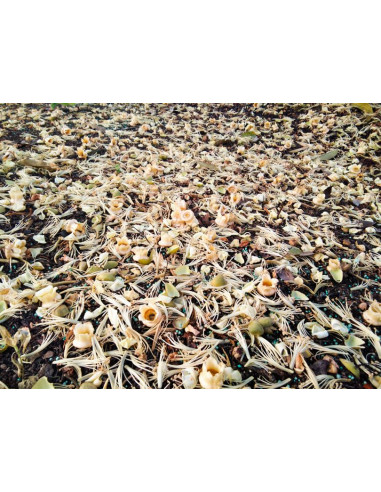 Durian ''Monthong'' (Durio zibethinus) Injerto...