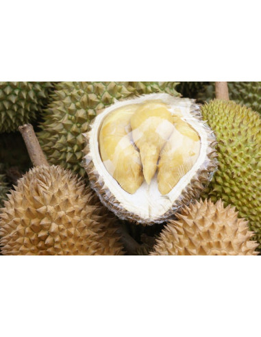 Durian ''Monthong'' (Durio zibethinus) Injerto...