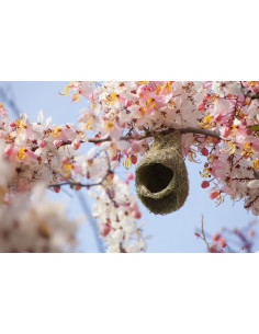 Pink shower tree (Cassia...