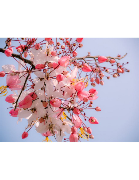 Pink shower tree (Cassia bakeriana) Rare ornamental flowering tree - Buy here online