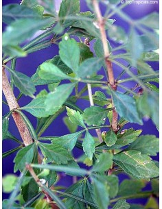 1 Parmentiera aculeata Live tree (Cuajilote Mayan fruit) 2