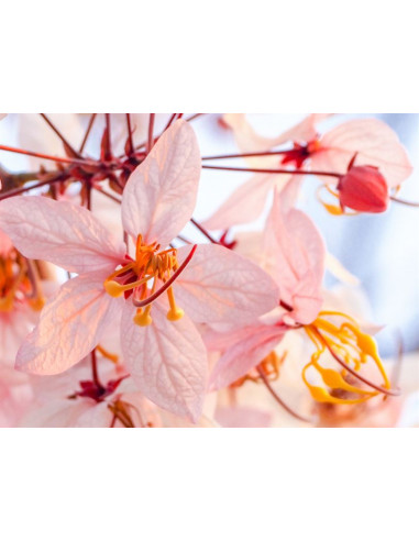 Pink shower tree (Cassia bakeriana) Rare...