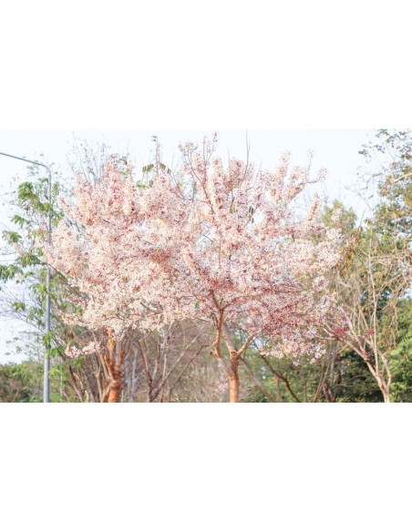 Pink shower tree (Cassia bakeriana) Rare ornamental flowering tree - Buy here online