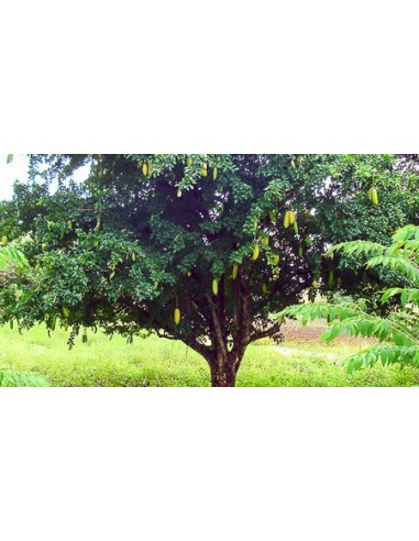 1 Arbolito de Parmentiera aculeata (Cuajilote, huachilote, turi, cacao de mono o pepino kat Venta de plantas