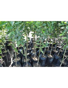1 Fremont tangerine Grafted tree - Rarest citrus tree in the web 2