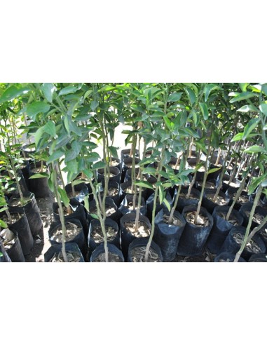 1 Fremont tangerine Grafted tree - Rarest citrus tree in the web
