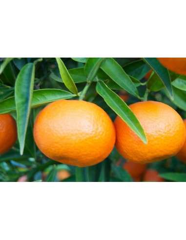 1 Arbolito de Mandarina Var. Fremont / Mandarinas medianass y dulces, Vivero de citricos en Mexico