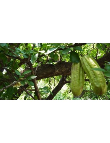 1 Arbolito de Parmentiera aculeata (Cuajilote, huachilote, turi, cacao de mono o pepino kat Venta de plantas