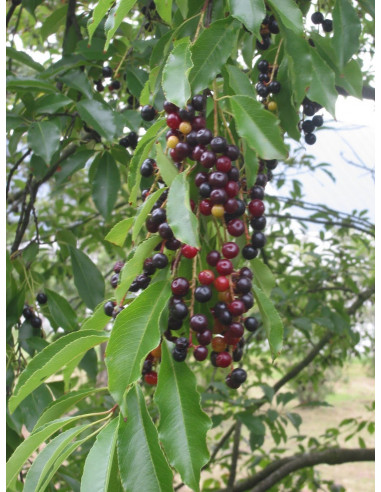Capulin Mexicano 1 Arbolito (Prunus...