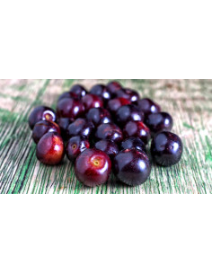 Mexican ''Capulin'' cherry... 2