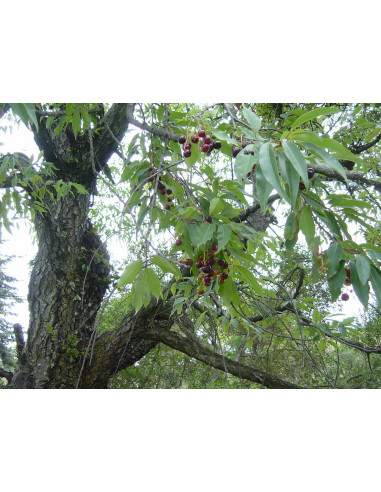 Capulin Mexicano 1 Arbolito (Prunus...
