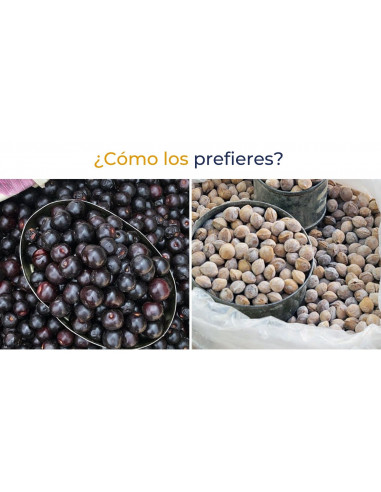 Capulin Mexicano 1 Arbolito (Prunus...