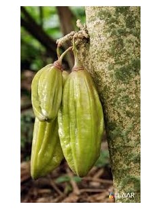 1 Parmentiera aculeata Live tree (Cuajilote Mayan fruit)