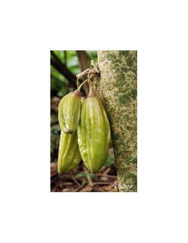 1 Arbolito de Parmentiera aculeata (Cuajilote, huachilote, turi, cacao de mono o pepino kat Venta de plantas