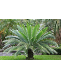 Giant dioon - Gum palm (Dioon spinulosum) Rare cycad for sale 2