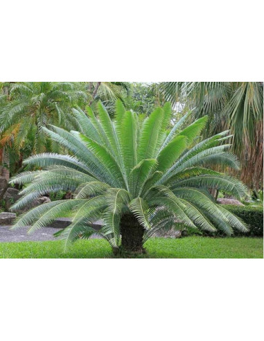 Giant dioon - Gum palm (Dioon spinulosum) Rare...
