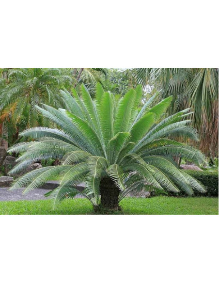 Giant dioon - Gum palm (Dioon spinulosum) Rare cycad for sale