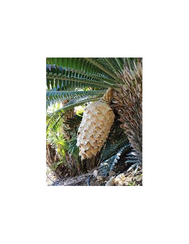 Dioon spinulosum (Coyolito de cerro) Cycada...