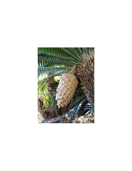 Giant dioon - Gum palm (Dioon spinulosum) Rare cycad for sale