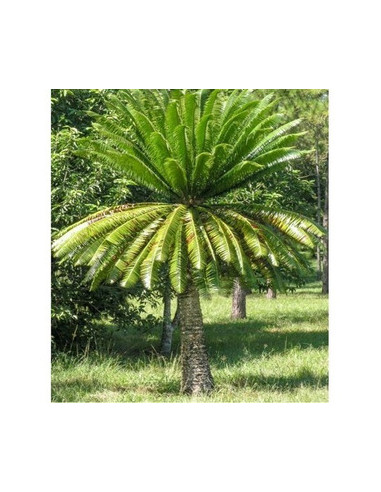 Giant dioon - Gum palm (Dioon spinulosum) Rare...