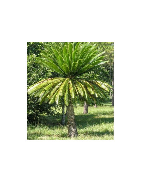 Giant dioon - Gum palm (Dioon spinulosum) Rare cycad for sale