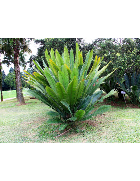Dioon spinulosum (Coyolito de cerro) Cycada endemica de Veracruz y Oaxaca a la venta online - UMA VIVERO