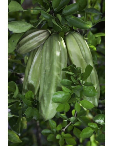 1 Parmentiera aculeata Live tree (Cuajilote Mayan fruit)