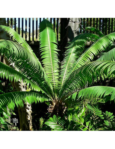 Dioon spinulosum (Coyolito de cerro) Cycada...