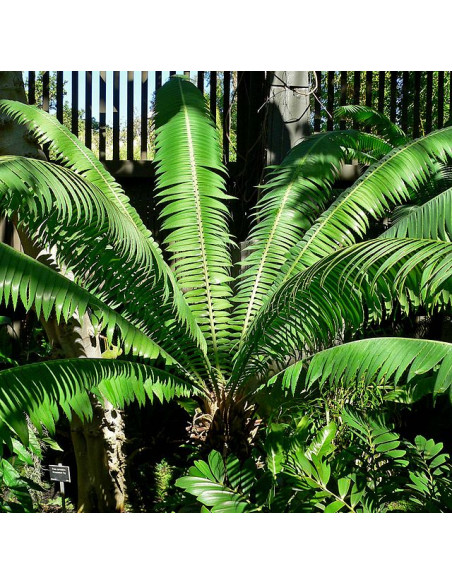 Giant dioon - Gum palm (Dioon spinulosum) Rare cycad for sale