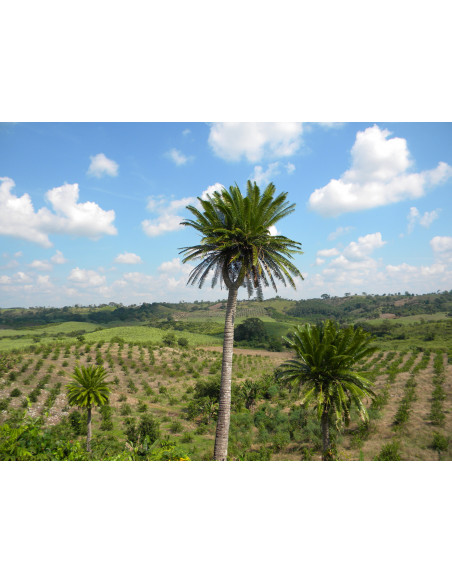 Dioon spinulosum (Coyolito de cerro) Cycada endemica de Veracruz y Oaxaca a la venta online - UMA VIVERO