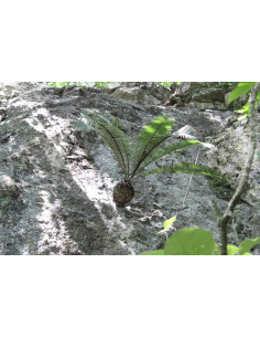 Chesnut Dioon (Dioon edule...