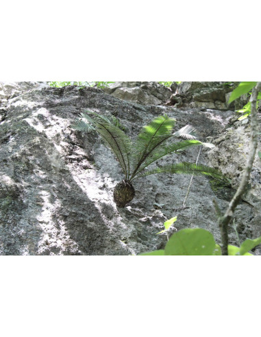 Dioon edule Var. Palma sola) Palma de la virgen, chamal Cicada endemica de Mexico A la venta reproduccion en UMA