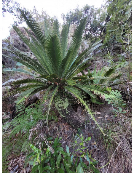Chesnut Dioon (Dioon edule var. Palma sola) RAREST CYCADS OF AMERICA only with US