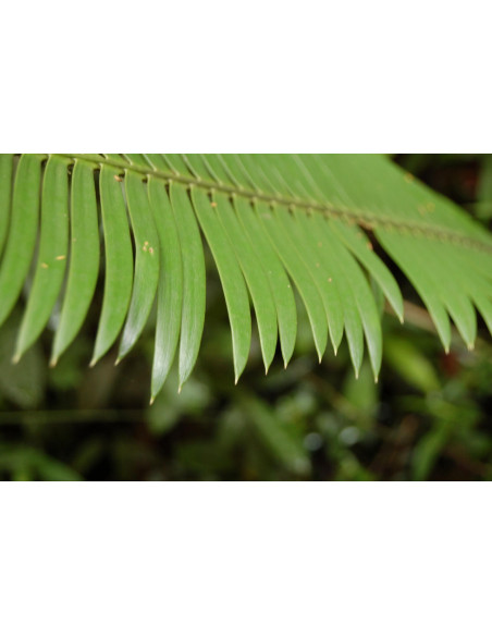 Chesnut Dioon (Dioon edule var. Palma sola) RAREST CYCADS OF AMERICA only with US