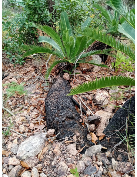 Chesnut Dioon (Dioon edule var. Palma sola) RAREST CYCADS OF AMERICA only with US