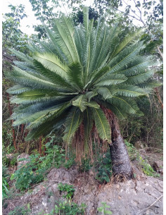 Chesnut Dioon (Dioon edule... 2