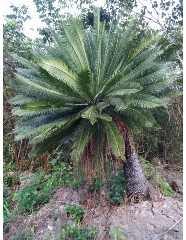 Dioon edule Var. Palma sola) Palma de la...