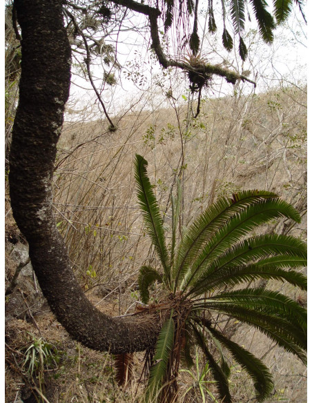 Chesnut Dioon (Dioon edule var. Palma sola) RAREST CYCADS OF AMERICA only with US