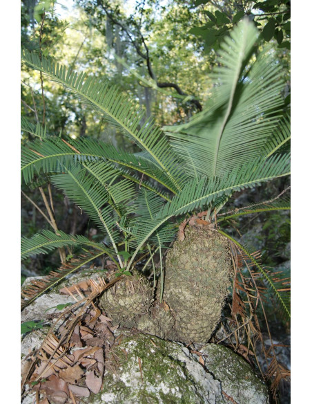 Chesnut Dioon (Dioon edule var. Palma sola) RAREST CYCADS OF AMERICA only with US