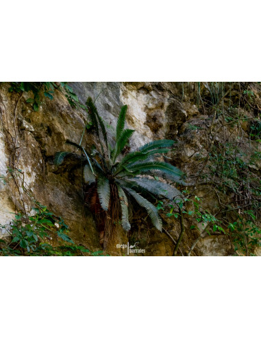 Dioon edule Var. Palma sola) Palma de la...