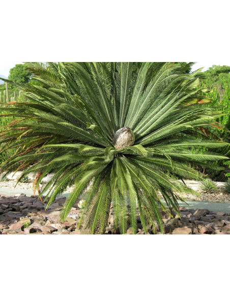 Chesnut Dioon (Dioon edule var. Palma sola) RAREST CYCADS OF AMERICA only with US