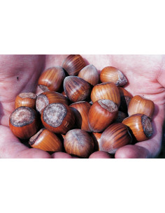 1 Jefferson Hazelnut tree...
