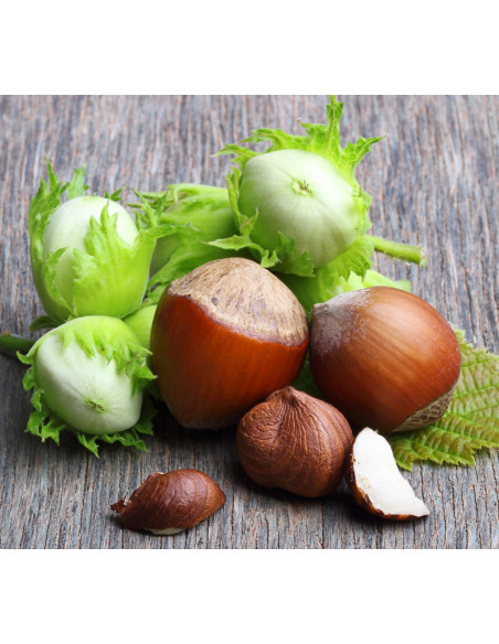 1 Jefferson Hazelnut tree (Corylus avellana) Hard to find trees from USA