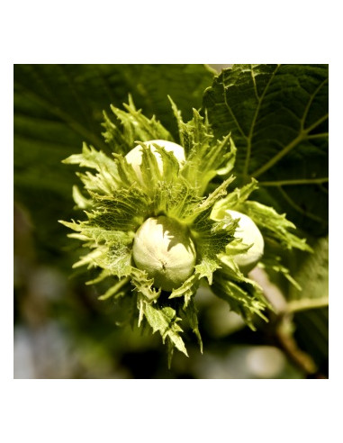 1 Jefferson Hazelnut tree (Corylus avellana)...
