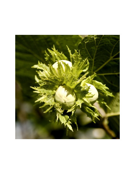 1 Jefferson Hazelnut tree (Corylus avellana) Hard to find trees from USA